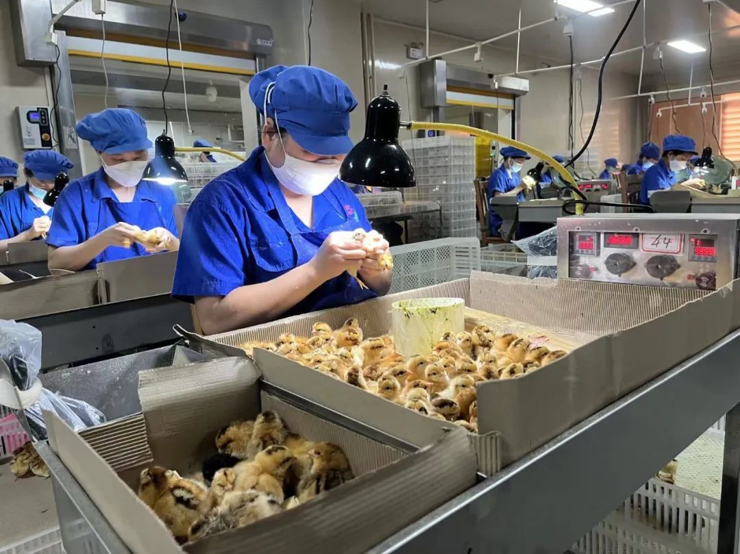 流水线上的小鸡性别鉴定师