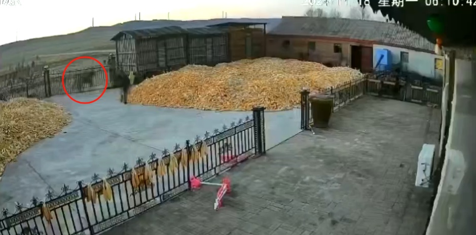 黑龙江两只老虎咬伤村民,监控记录伤人过程!当地:正在抓老虎 黑龙江两只老虎咬伤村民,监控记录伤人过程!当地:正在抓老虎