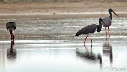 候鸟飞临黄河湿地 陕西加大巡护力度 候鸟飞临黄河湿地 陕西加大巡护力度