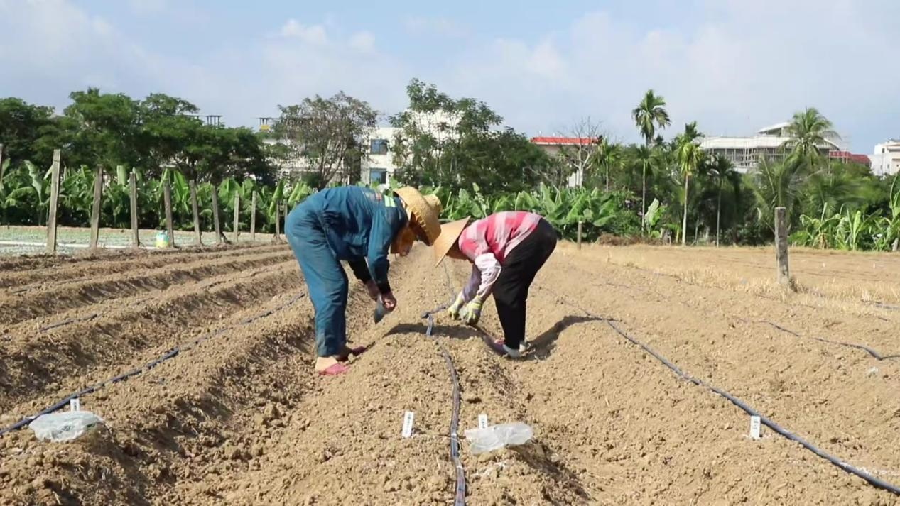 海南三亚：“太空种子”在南繁开始育种