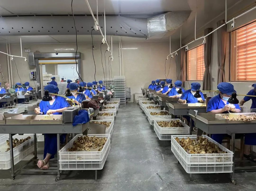 流水线上的小鸡性别鉴定师