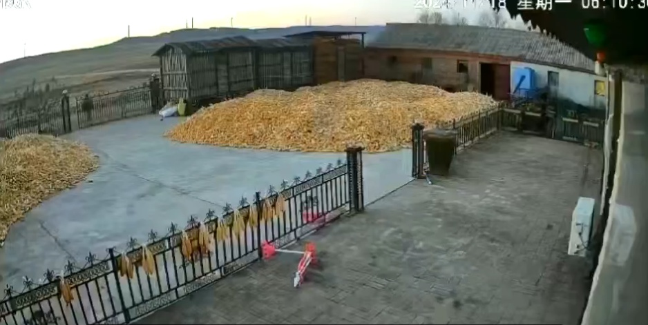 黑龙江两只老虎咬伤村民,监控记录伤人过程!当地:正在抓老虎 黑龙江两只老虎咬伤村民,监控记录伤人过程!当地:正在抓老虎