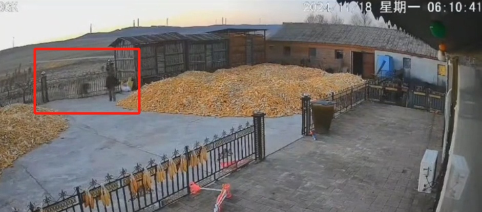 猛虎进村撞门,有人手被咬烂?当地回应 猛虎进村撞门,有人手被咬烂?当地回应
