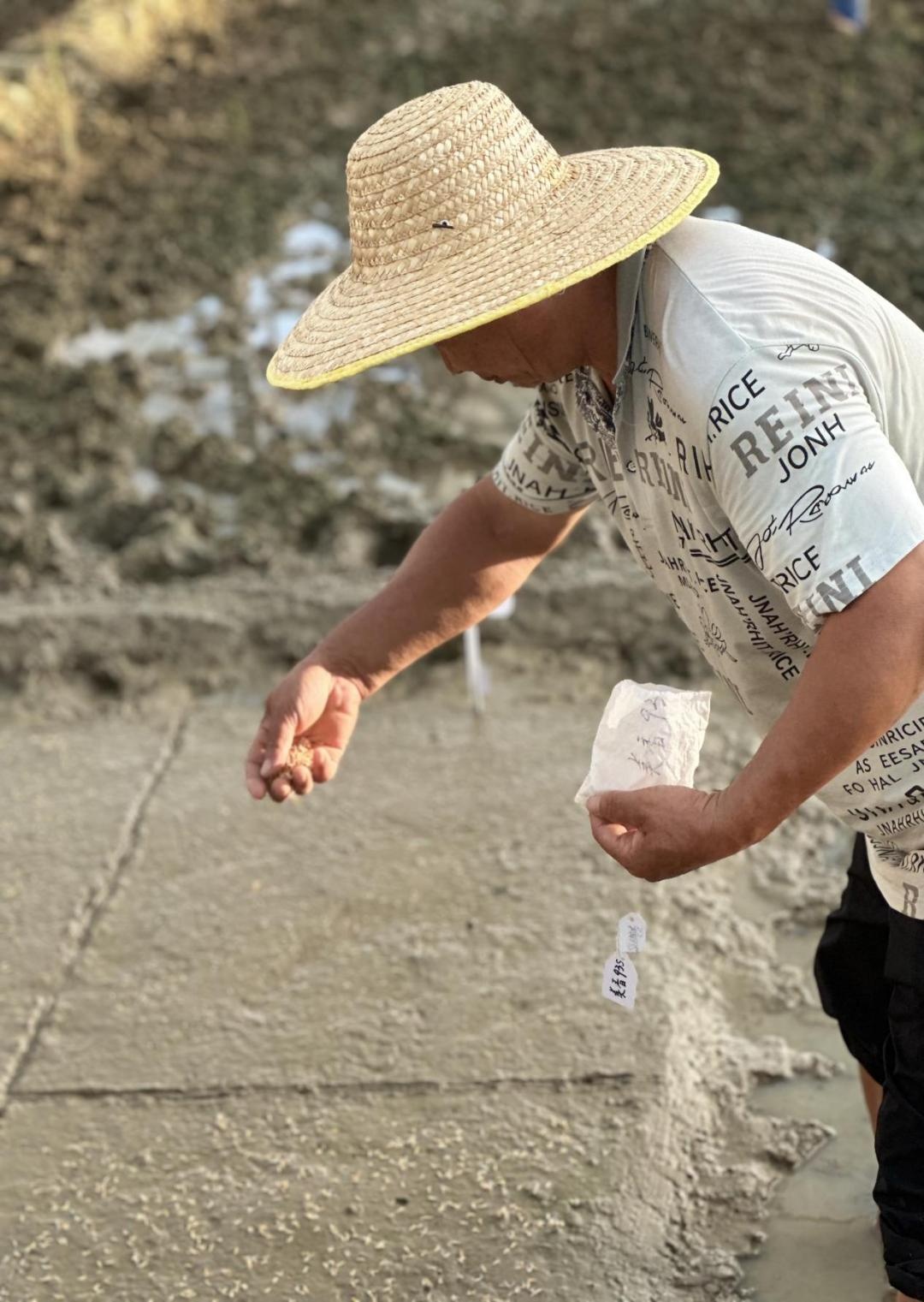 海南三亚：“太空种子”在南繁开始育种