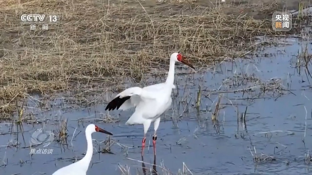 焦点访谈丨他曾为驱赶候鸟损失了三节指骨 如今为何加入了护飞队? 焦点访谈丨他曾为驱赶候鸟损失了三节指骨 如今为何加入了护飞队?