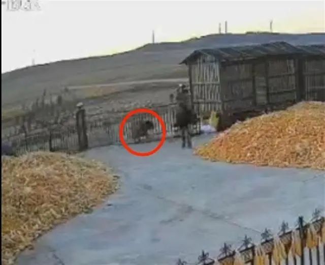 老虎进村，顶撞农户院门咬伤村民？官方回应