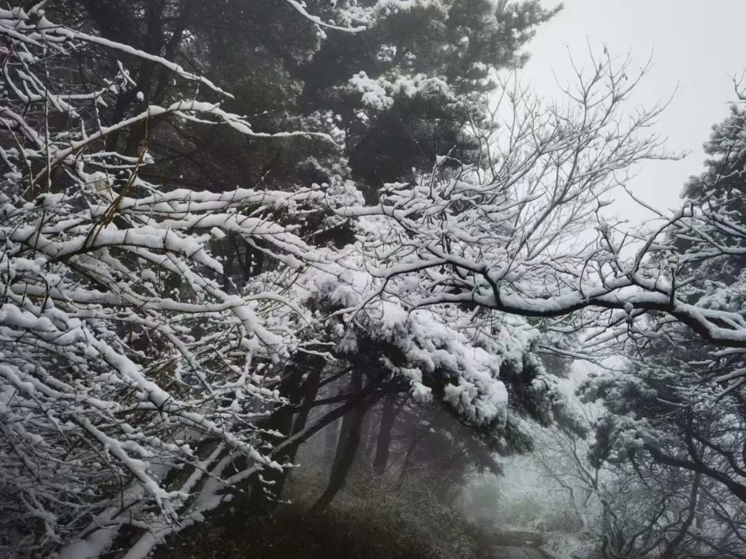 积雪最深30厘米!河南多地下雪! 积雪最深30厘米!河南多地下雪!