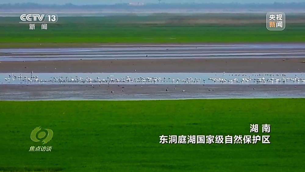 焦点访谈丨他曾为驱赶候鸟损失了三节指骨 如今为何加入了护飞队? 焦点访谈丨他曾为驱赶候鸟损失了三节指骨 如今为何加入了护飞队?