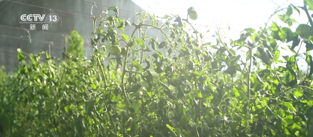 低温寒潮天气来袭 多地多措并举确保“菜篮子”量足价稳 低温寒潮天气来袭 多地多措并举确保“菜篮子”量足价稳