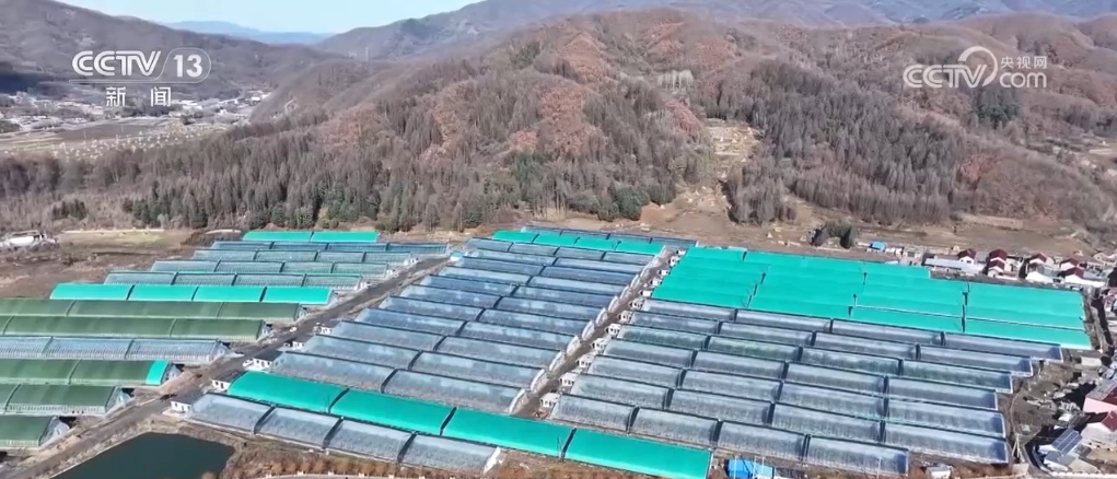 低温寒潮天气来袭 多地多措并举确保“菜篮子”量足价稳 低温寒潮天气来袭 多地多措并举确保“菜篮子”量足价稳