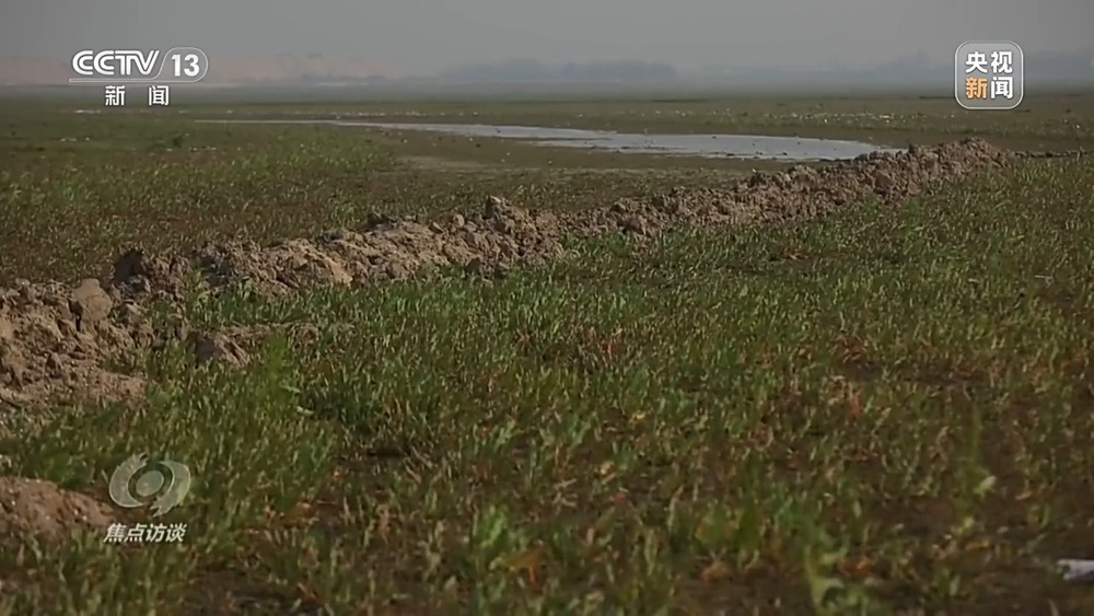 焦点访谈丨他曾为驱赶候鸟损失了三节指骨 如今为何加入了护飞队? 焦点访谈丨他曾为驱赶候鸟损失了三节指骨 如今为何加入了护飞队?