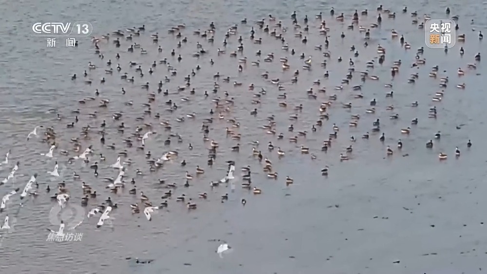 焦点访谈丨他曾为驱赶候鸟损失了三节指骨 如今为何加入了护飞队? 焦点访谈丨他曾为驱赶候鸟损失了三节指骨 如今为何加入了护飞队?