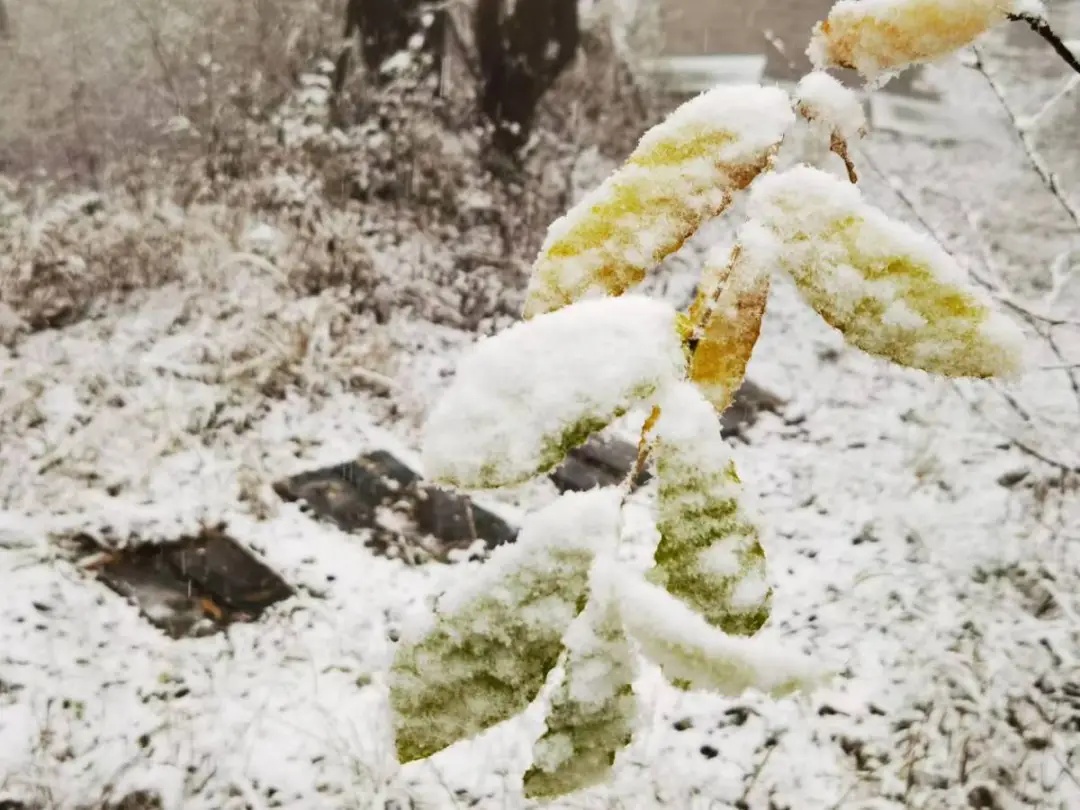 积雪最深30厘米!河南多地下雪! 积雪最深30厘米!河南多地下雪!