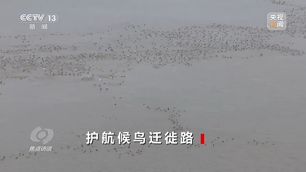 焦点访谈丨他曾为驱赶候鸟损失了三节指骨 如今为何加入了护飞队? 焦点访谈丨他曾为驱赶候鸟损失了三节指骨 如今为何加入了护飞队?