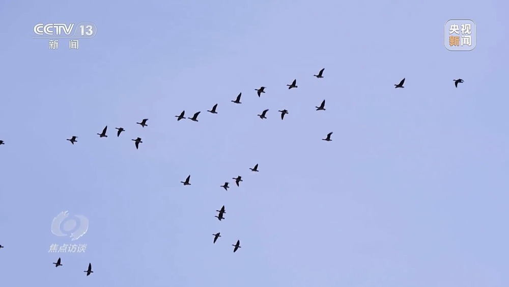 焦点访谈丨他曾为驱赶候鸟损失了三节指骨 如今为何加入了护飞队? 焦点访谈丨他曾为驱赶候鸟损失了三节指骨 如今为何加入了护飞队?