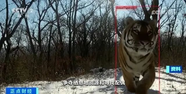 老虎进村，顶撞农户院门咬伤村民？官方回应