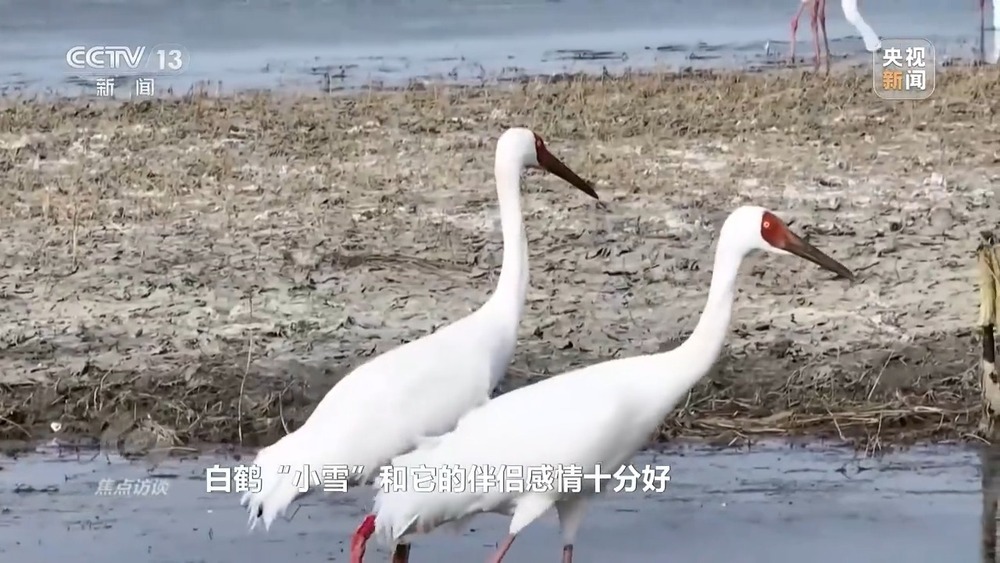 焦点访谈丨他曾为驱赶候鸟损失了三节指骨 如今为何加入了护飞队? 焦点访谈丨他曾为驱赶候鸟损失了三节指骨 如今为何加入了护飞队?