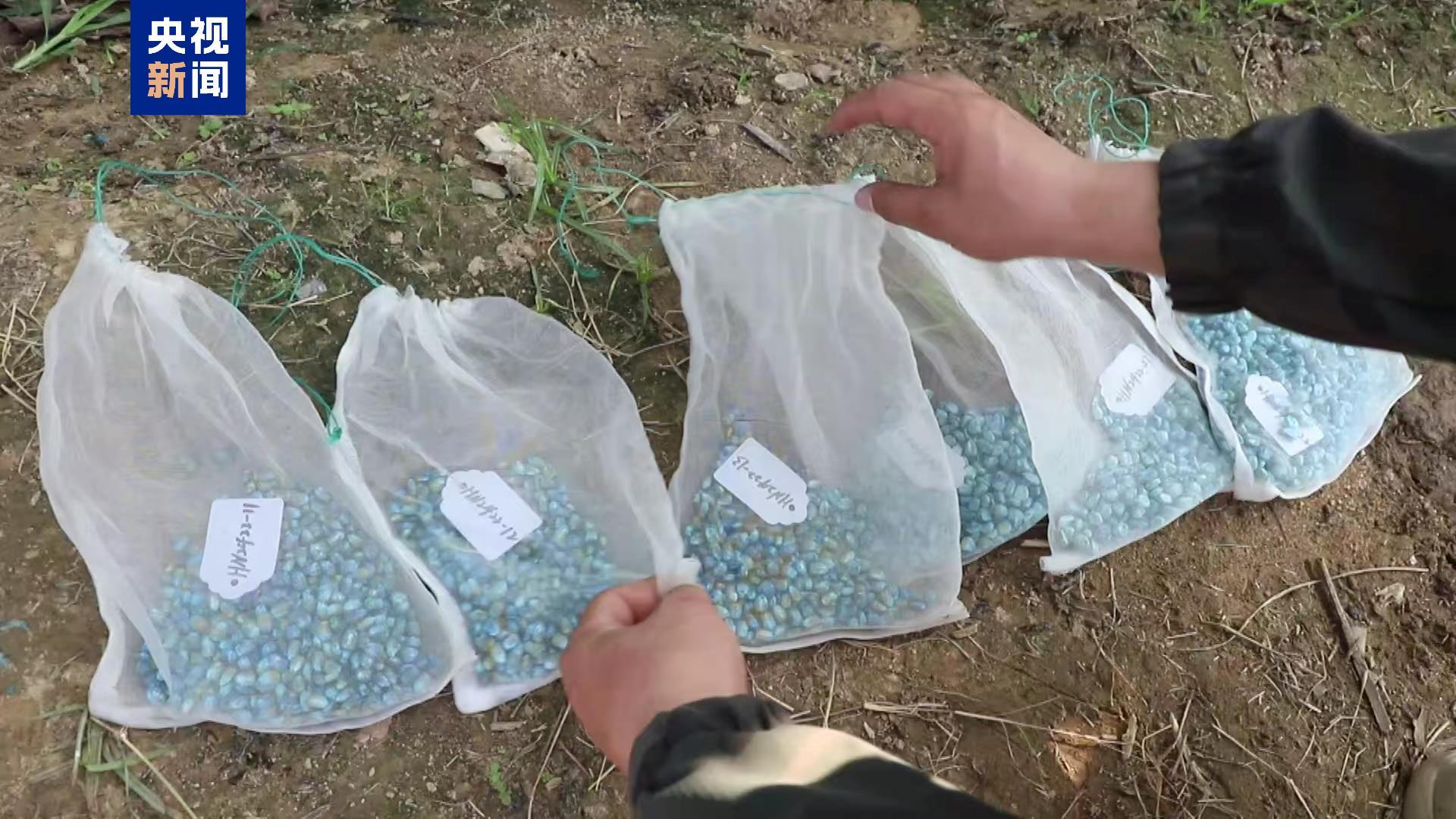 上天又入地,“太空种子”在南繁开始育种 上天又入地,“太空种子”在南繁开始育种