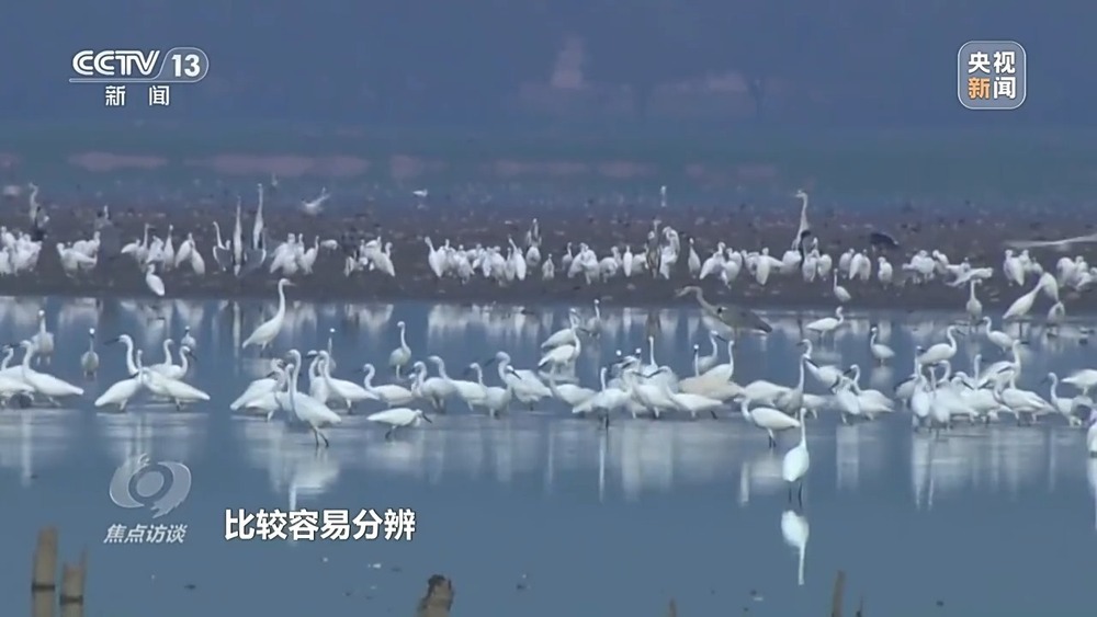 焦点访谈丨他曾为驱赶候鸟损失了三节指骨 如今为何加入了护飞队? 焦点访谈丨他曾为驱赶候鸟损失了三节指骨 如今为何加入了护飞队?