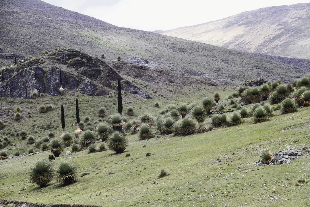 从几百份到6300份标本！中秘两国跨越万里携手保护生物多样性
