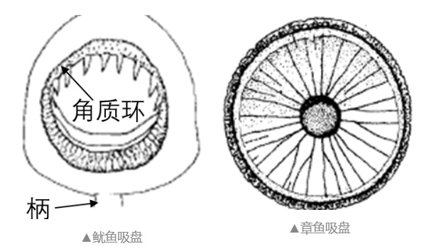 假的！假的！70%以上都是假的！很多人爱吃……
