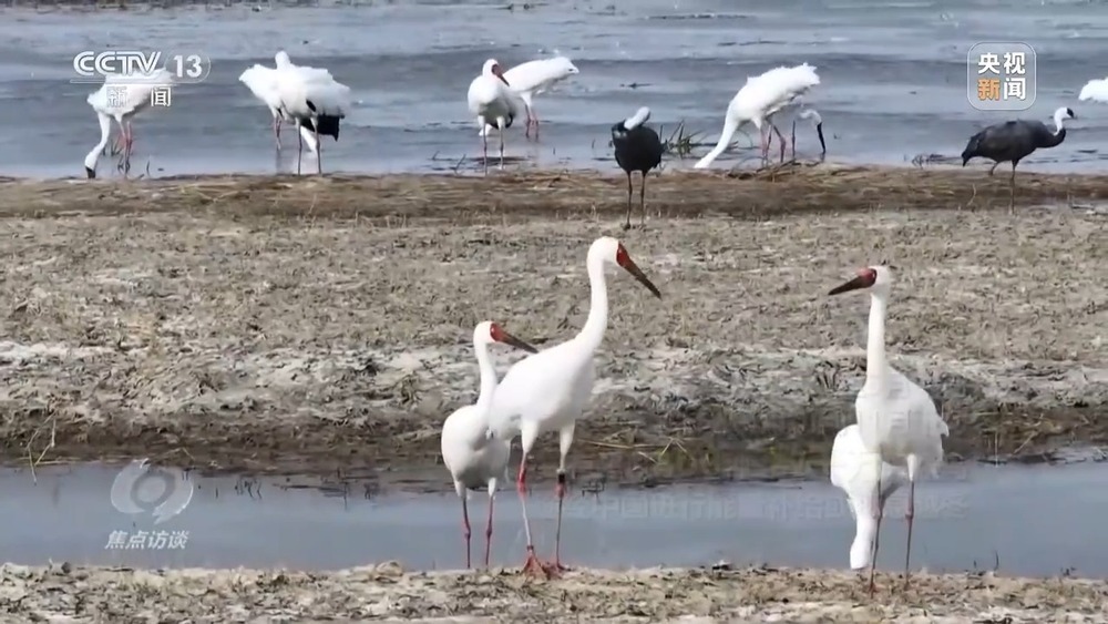 焦点访谈丨他曾为驱赶候鸟损失了三节指骨 如今为何加入了护飞队? 焦点访谈丨他曾为驱赶候鸟损失了三节指骨 如今为何加入了护飞队?