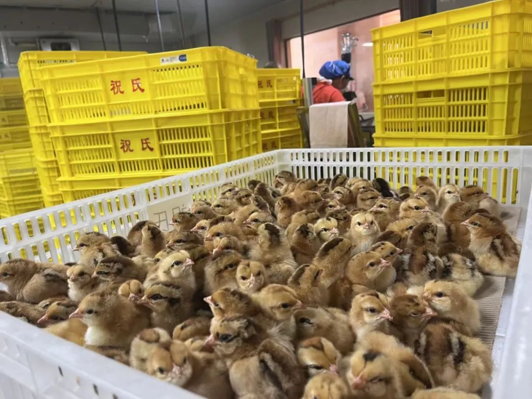 流水线上的小鸡性别鉴定师