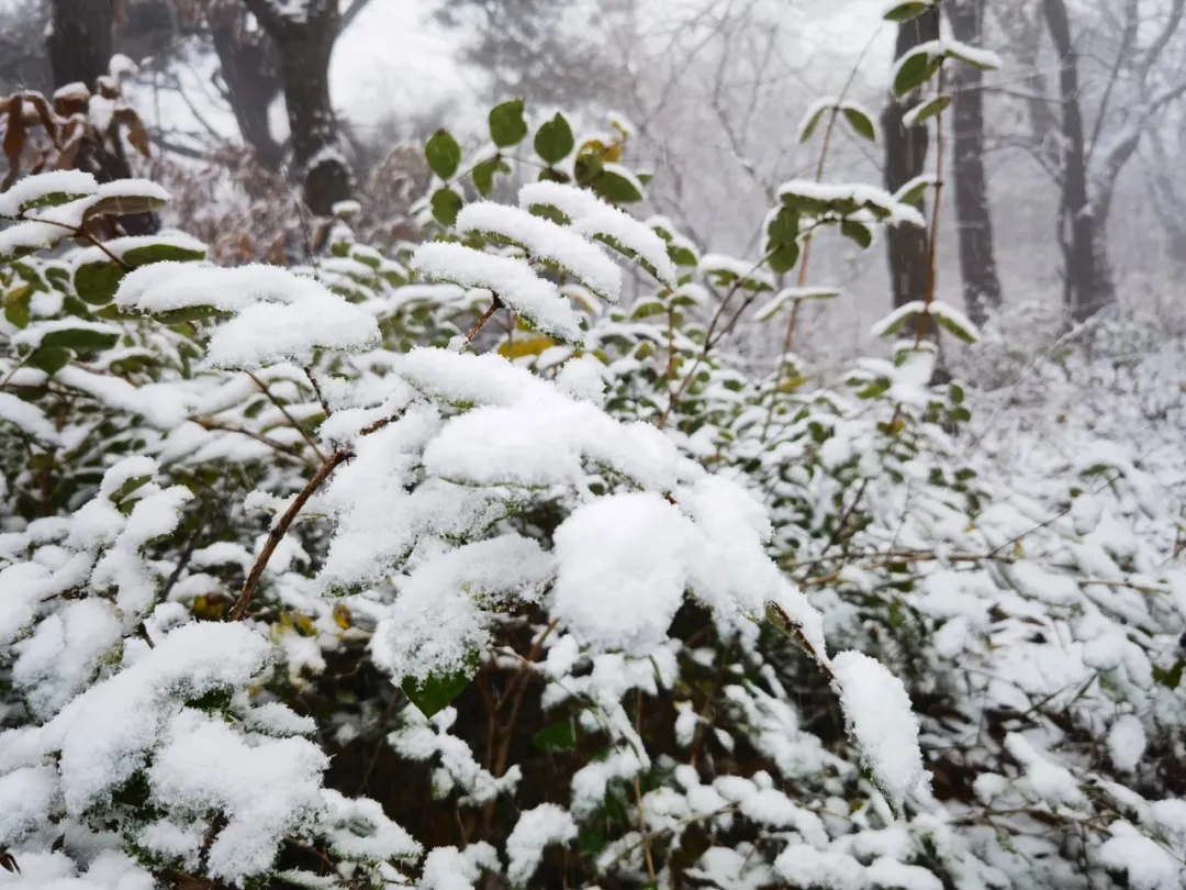 积雪最深30厘米!河南多地下雪! 积雪最深30厘米!河南多地下雪!