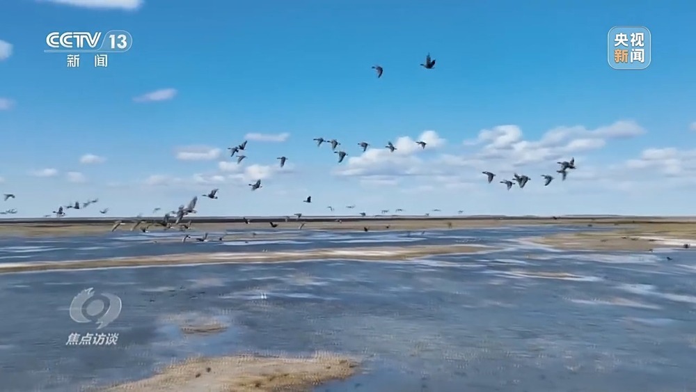焦点访谈丨他曾为驱赶候鸟损失了三节指骨 如今为何加入了护飞队? 焦点访谈丨他曾为驱赶候鸟损失了三节指骨 如今为何加入了护飞队?