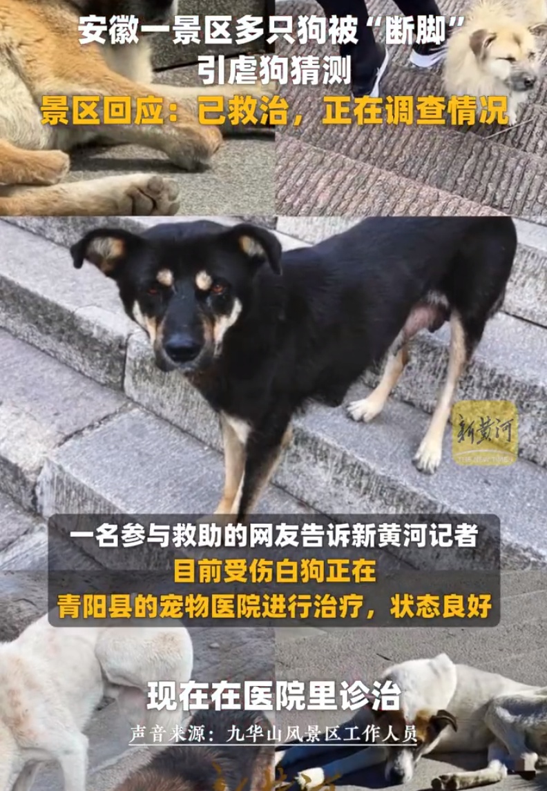 九华山景区多只狗断脚瘸腿，景区回应