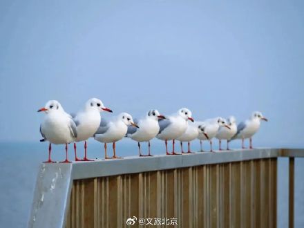 从北京出发的观鸥攻略，这个冬天一起看海鸥吧！