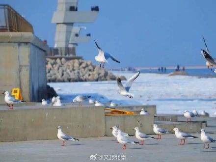 从北京出发的观鸥攻略，这个冬天一起看海鸥吧！
