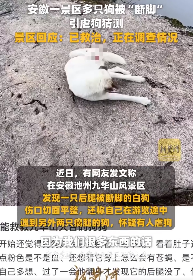九华山景区多只狗断脚瘸腿，景区回应