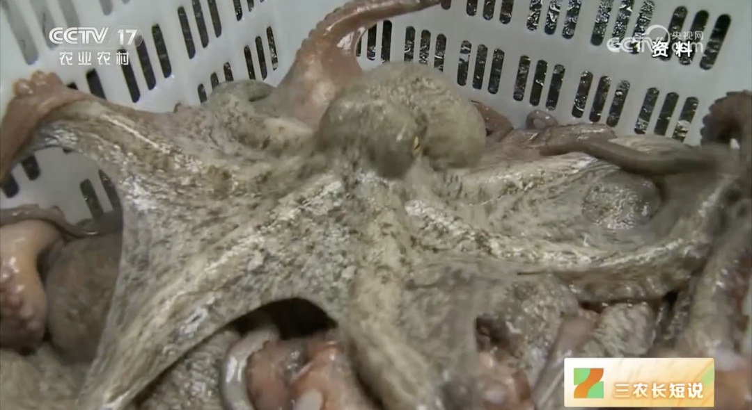 下架!很多人爱吃,但超70%竟是假的 下架!很多人爱吃,但超70%竟是假的