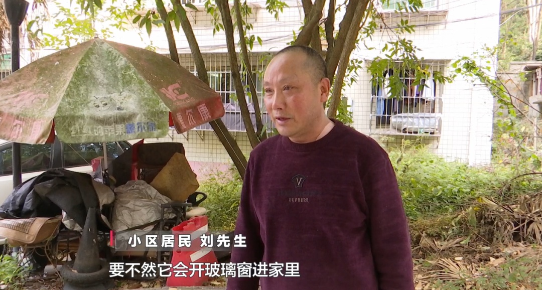 女子在贵阳黔灵公园捡到受伤小猴，养了半年后麻烦不断……相关部门：已涉嫌违法