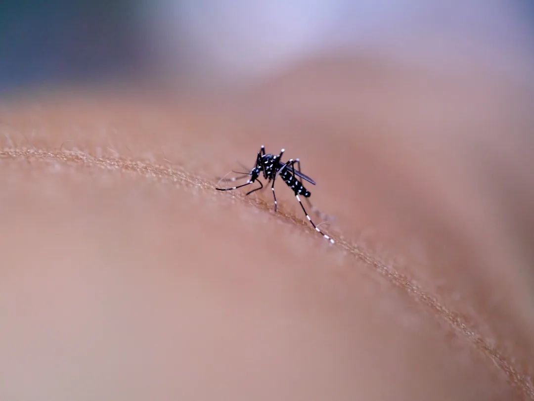 啊啊啊都冬天了，为什么最近还这么多蚊子？！