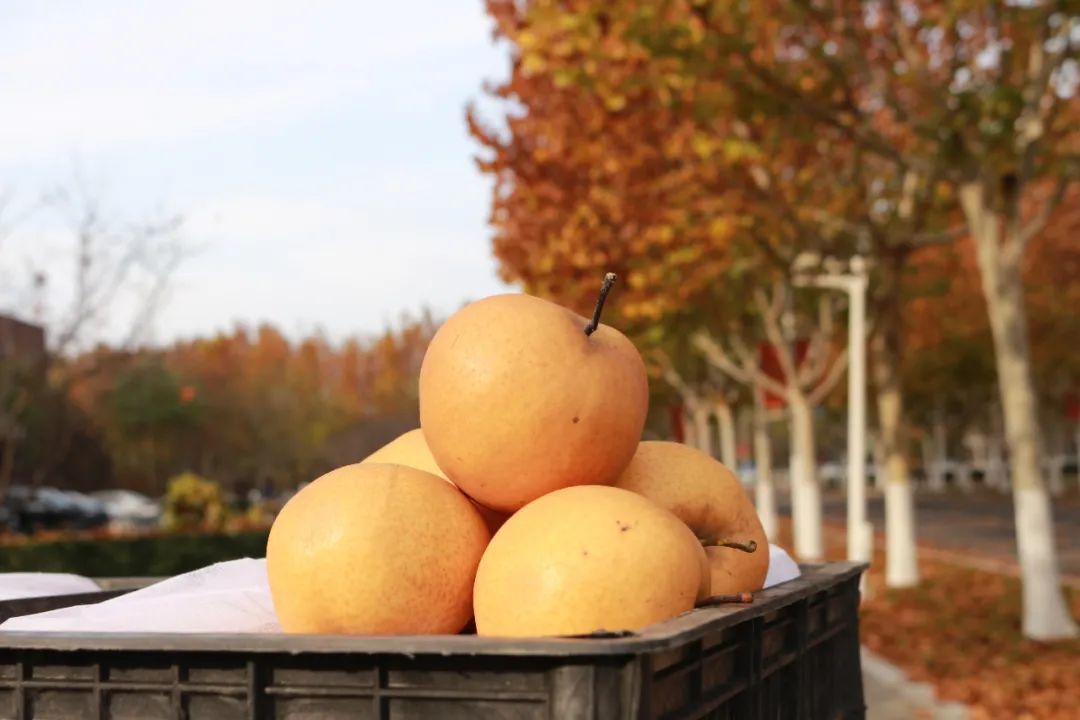 吃不完，根本吃不完！网友：俺也想要