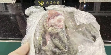 海关查获22只鳄鱼爪 海关查获22只鳄鱼爪