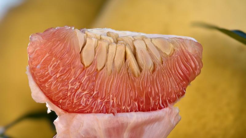 江西上饶45万亩马家柚丰收上市 “柚”见好“丰”景 江西上饶45万亩马家柚丰收上市 “柚”见好“丰”景