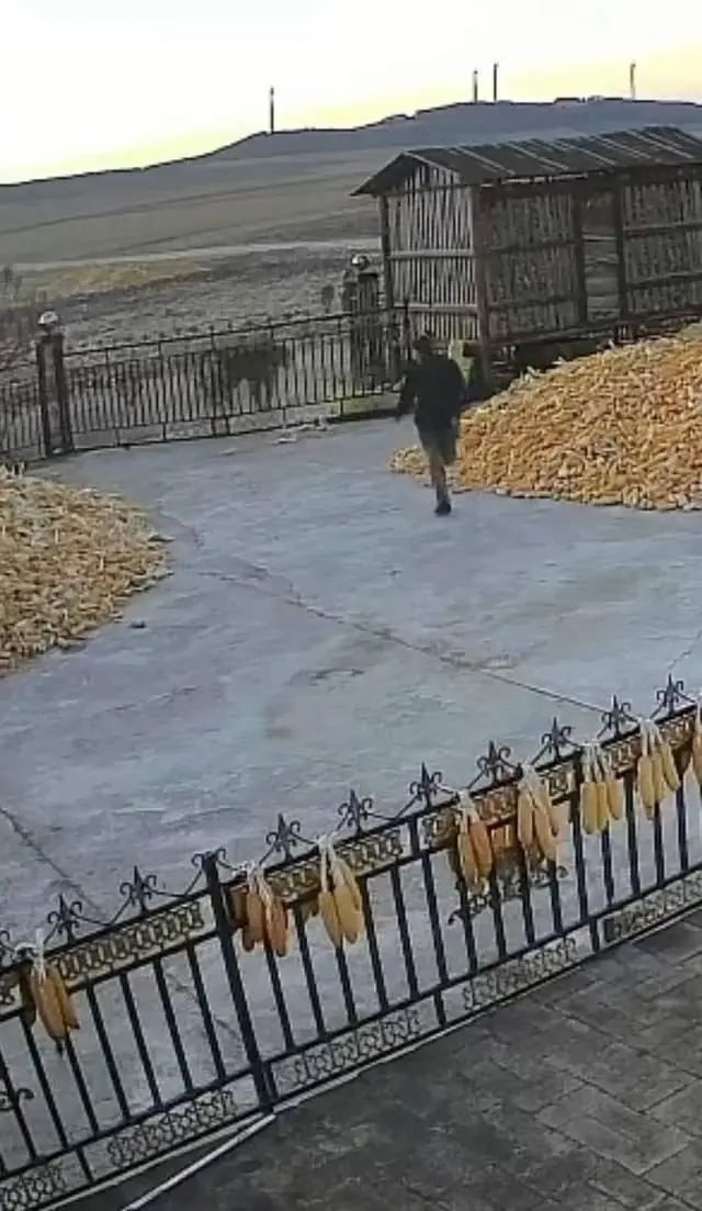 老虎伤人，责任谁担？