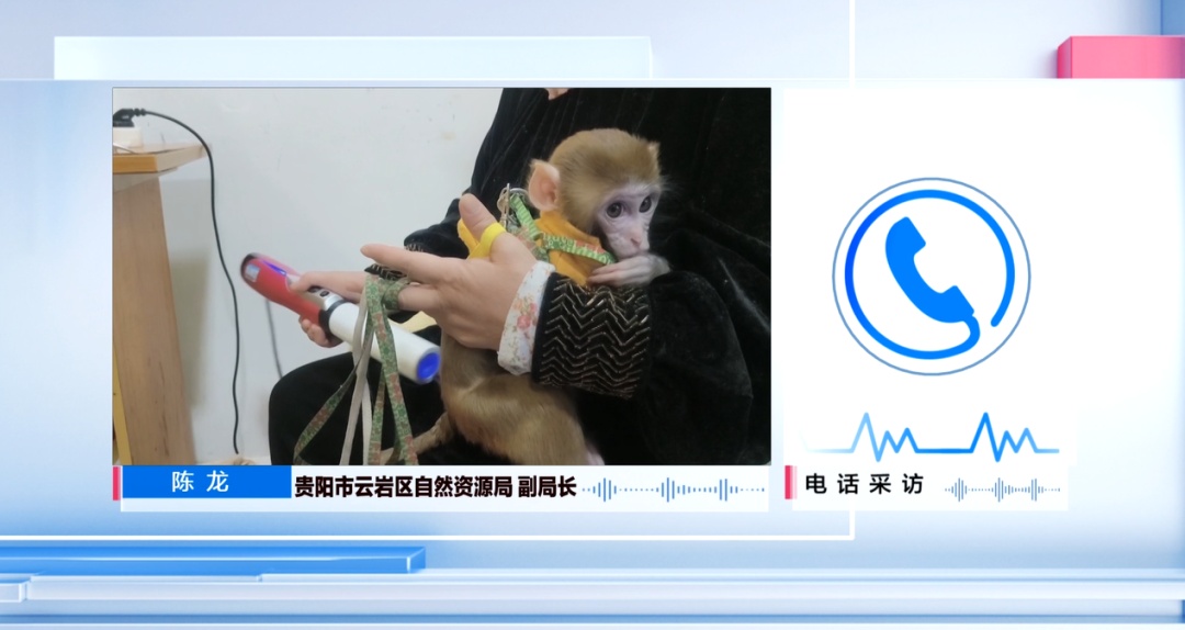 女子在贵阳黔灵公园捡到受伤小猴，养了半年后麻烦不断……相关部门：已涉嫌违法