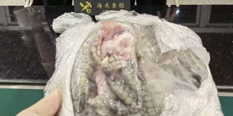 合计22件，净重3.36千克！汕头海关查获一批暹罗鳄爪