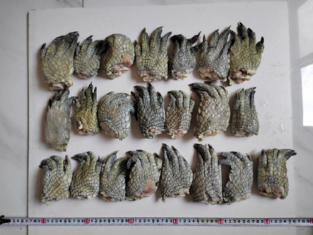 海关查获22只鳄鱼爪 海关查获22只鳄鱼爪