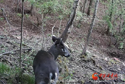 国家二级保护动物毛冠鹿再现甘肃太统崆峒山国家级自然保护区 国家二级保护动物毛冠鹿再现甘肃太统崆峒山国家级自然保护区