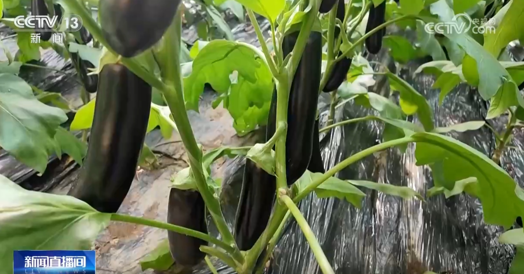 积极预防低温冻害 多举措为“菜篮子”稳定供应保驾护航