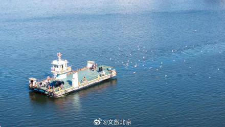 从北京出发的观鸥攻略，这个冬天一起看海鸥吧！