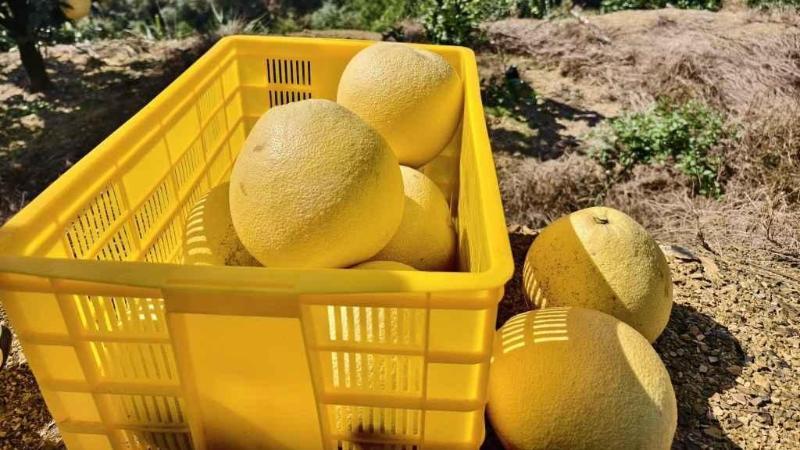 江西上饶45万亩马家柚丰收上市 “柚”见好“丰”景 江西上饶45万亩马家柚丰收上市 “柚”见好“丰”景