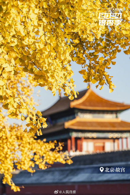 壁纸上新！多地银杏叶迎来颜值巅峰