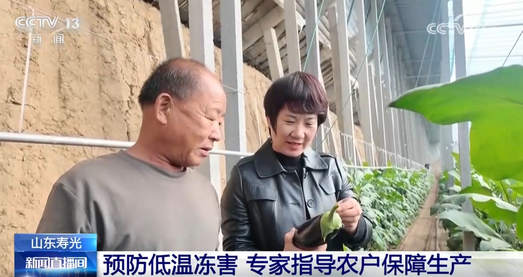 积极预防低温冻害 多举措为“菜篮子”稳定供应保驾护航