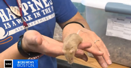 美国一收容所为近千只老鼠找新主人 美国一收容所为近千只老鼠找新主人